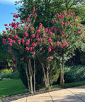 Tuscarora Crape Myrtle