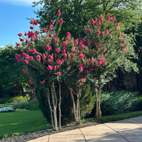 Tuscarora Crape Myrtle