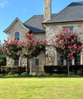 Tuscarora Crape Myrtle