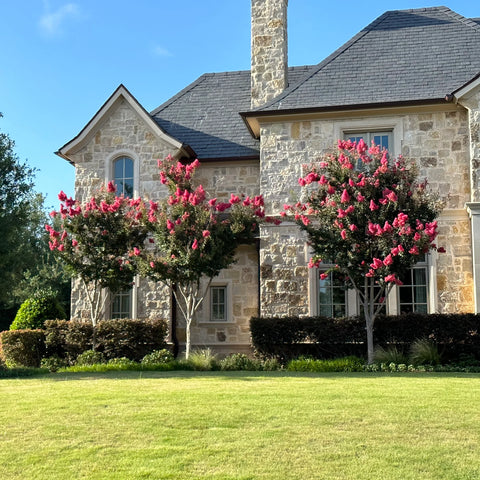 Tuscarora Crape Myrtle