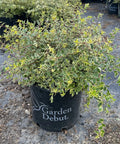 Twist of Lime Abelia