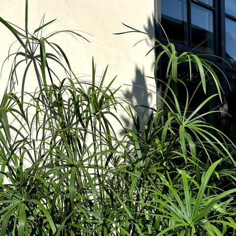 Umbrella Palm