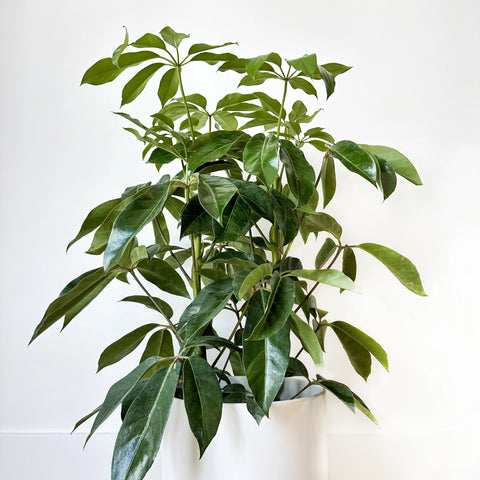 Australian Umbrella Tree