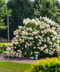 Vanilla Strawberry Hydrangea