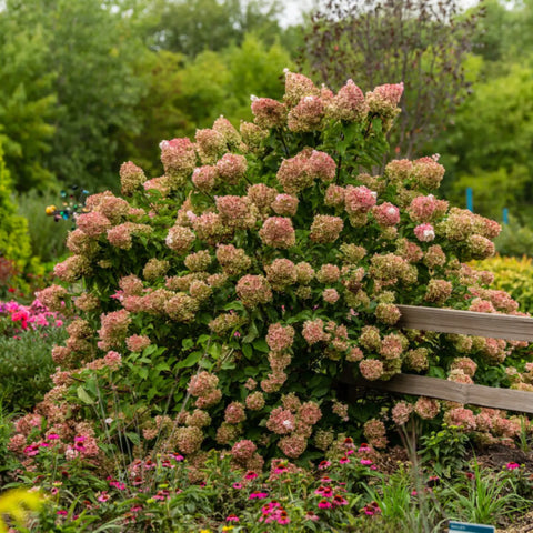 Vanilla Strawberry Hydrangea