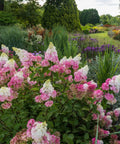 Vanilla Strawberry Hydrangea