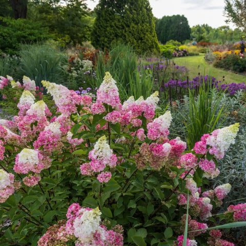 Vanilla Strawberry Hydrangea