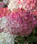 Vanilla Strawberry Hydrangea
