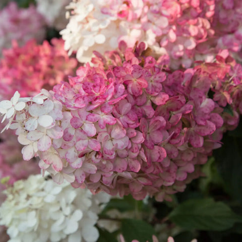 Vanilla Strawberry Hydrangea