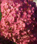Vanilla Strawberry Hydrangea