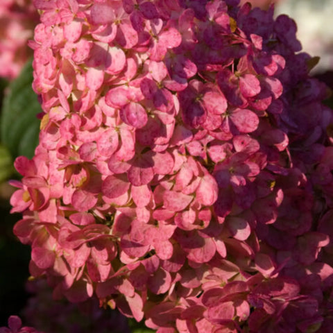 Vanilla Strawberry Hydrangea