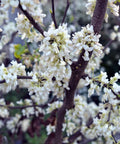 Vanilla Twist Redbud Tree