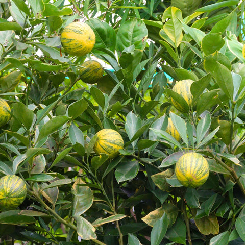 Pink Variegated Eureka Lemon Tree