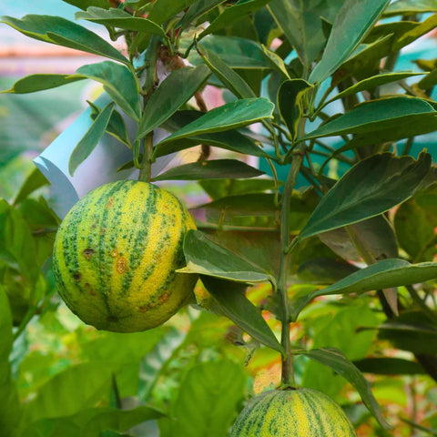 Pink Variegated Eureka Lemon Tree