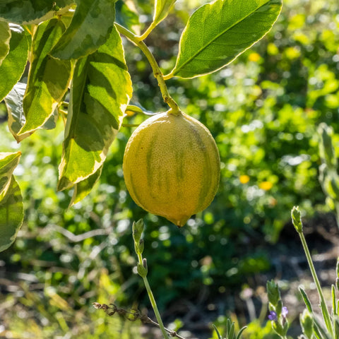 Pink Variegated Eureka Lemon Tree