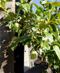 Pink Variegated Eureka Lemon Tree