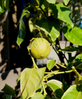 Pink Variegated Eureka Lemon Tree