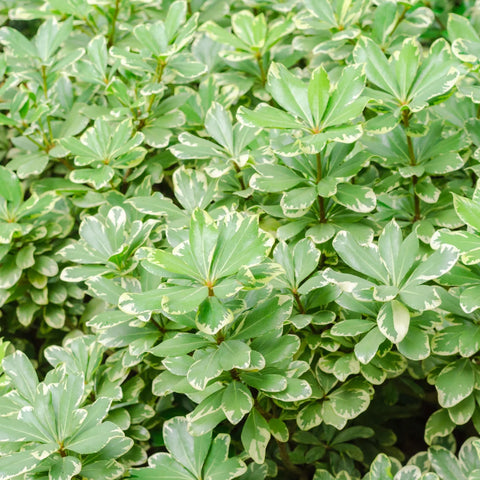 Variegated Pittosporum