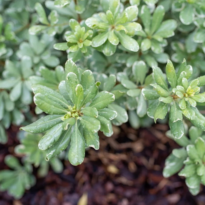 Variegated Pittosporum