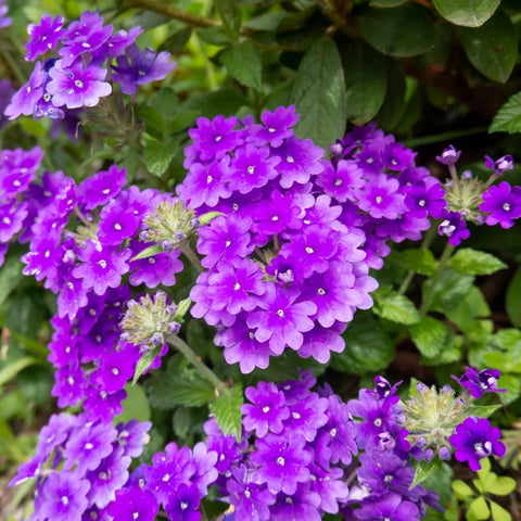 Verbena Purple Homestead