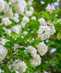 Viburnum Snowball Bush