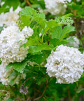 Viburnum Snowball Bush