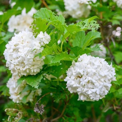 Viburnum Snowball Bush