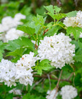 Viburnum Snowball Bush