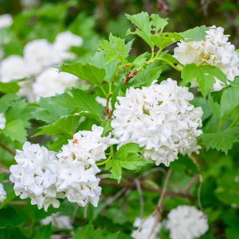 Viburnum Snowball Bush