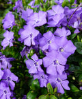 Vinca Minor Periwinkle Shrub