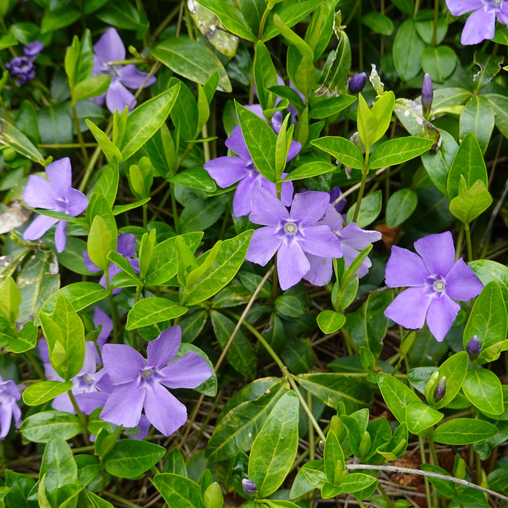 Simply Trees Vinca Minor Periwinkle - Thumbnail 3