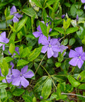 Vinca Minor Periwinkle Shrub