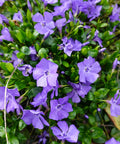 Vinca Minor Periwinkle Shrub