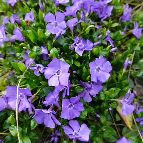 Vinca Minor Periwinkle Shrub