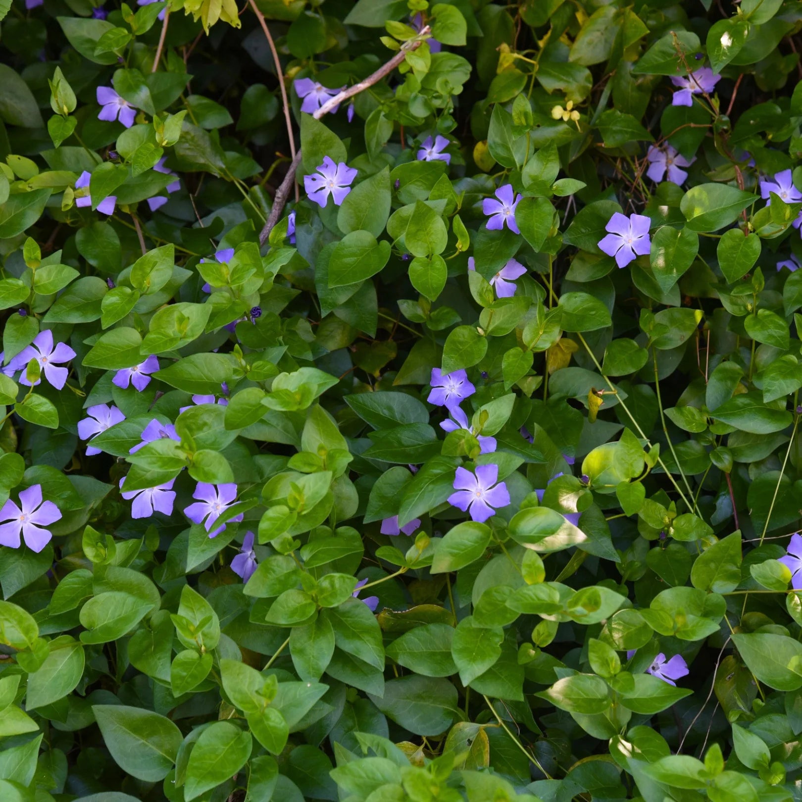 Simply Trees Vinca Minor Periwinkle - Thumbnail 2