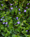 Vinca Minor Periwinkle Shrub
