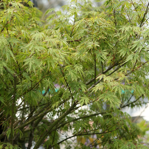 Viridis Japanese Maple Tree