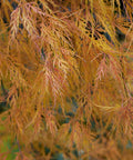 Viridis Japanese Maple Tree