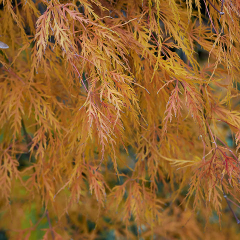 Viridis Japanese Maple Tree