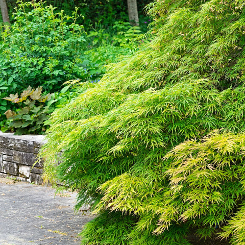 Viridis Japanese Maple Tree