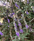 Vitex Chaste Tree