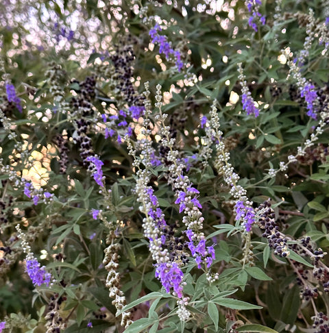 Vitex Chaste Tree