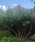 Vitex Chaste Tree