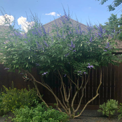 Vitex Chaste Tree