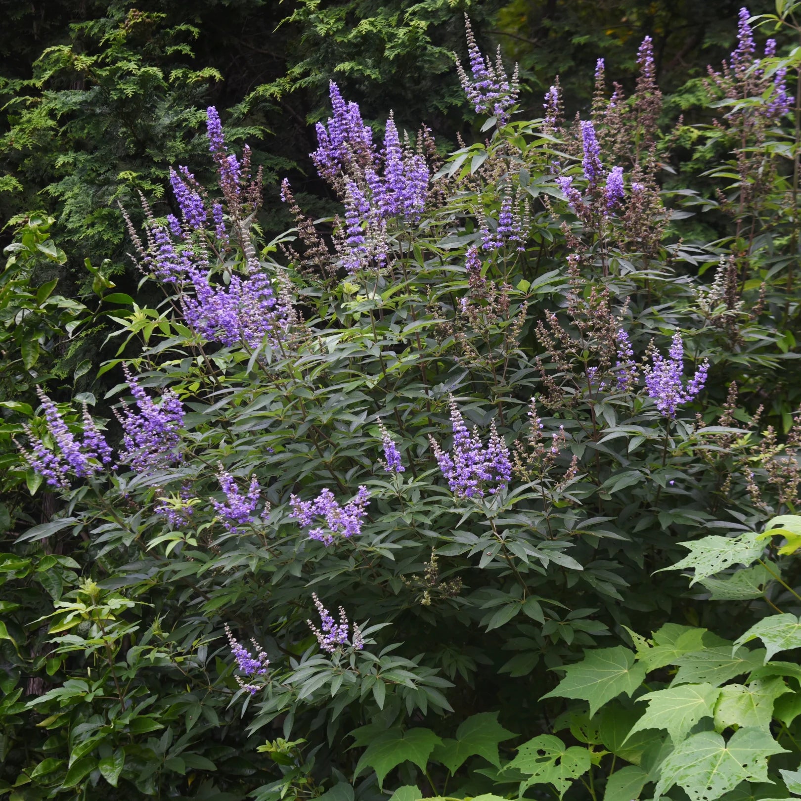 Simply Trees Vitex Chaste Tree - Thumbnail 2