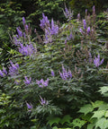 Vitex Chaste Tree