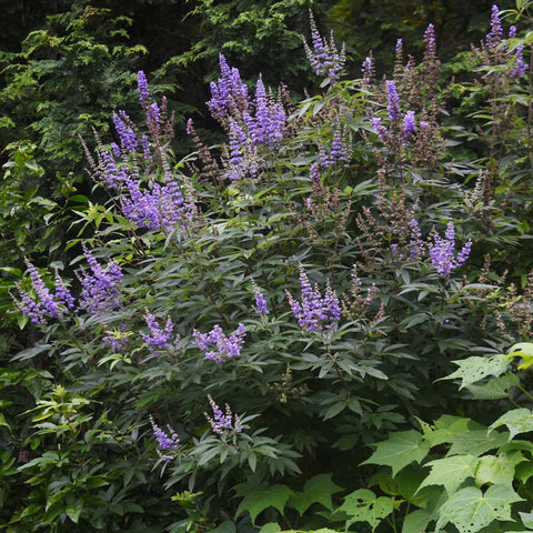 Vitex Chaste Tree