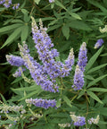 Vitex Chaste Tree