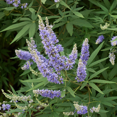 Vitex Chaste Tree