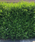 Waxleaf Privet Hedge